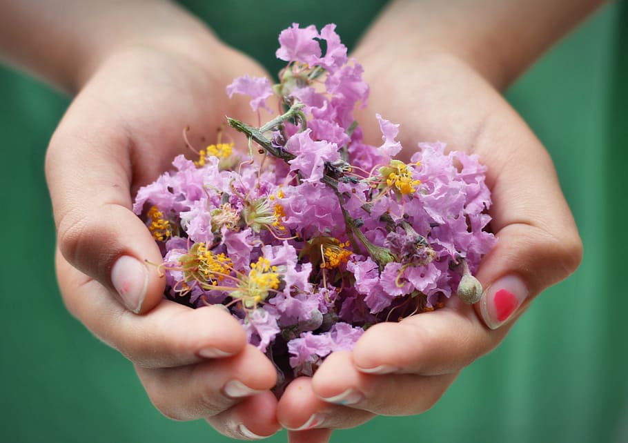 person carrying pink petaled flowers, hands, child, rustic HD wallpaper
