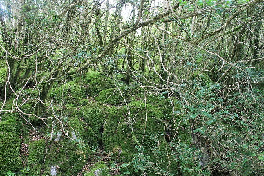 Forest, Trees, Nature, day, outdoors, green color, plant, land HD wallpaper