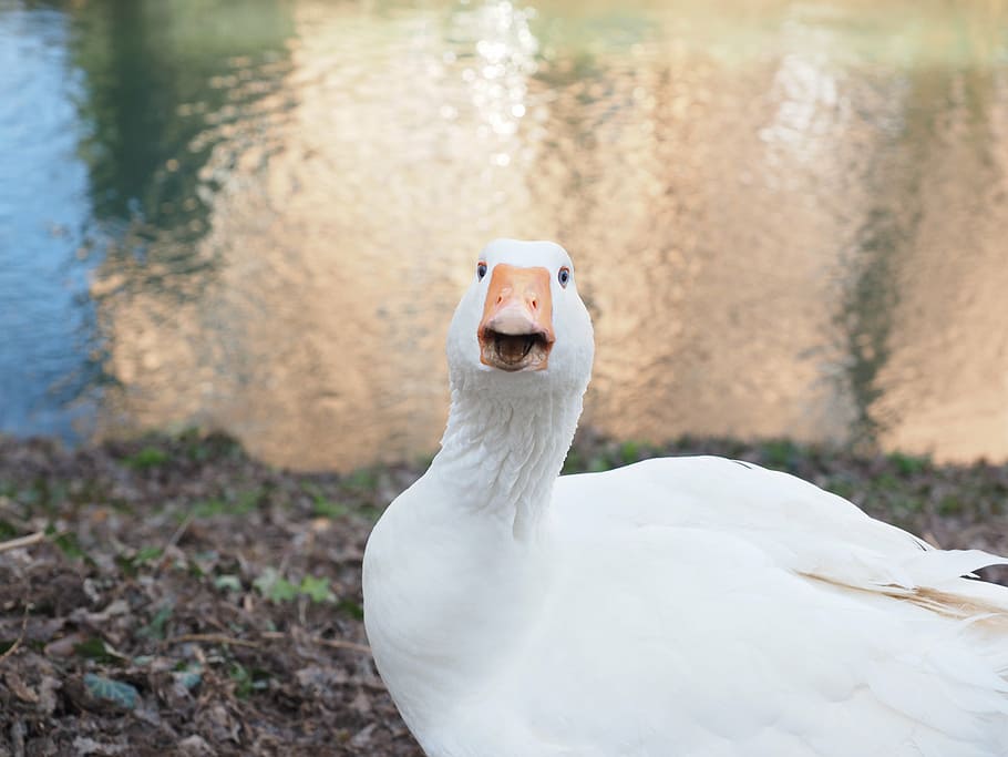 goose, head, neck, cheeky, attack, bill, animal, white, livestock HD wallpaper