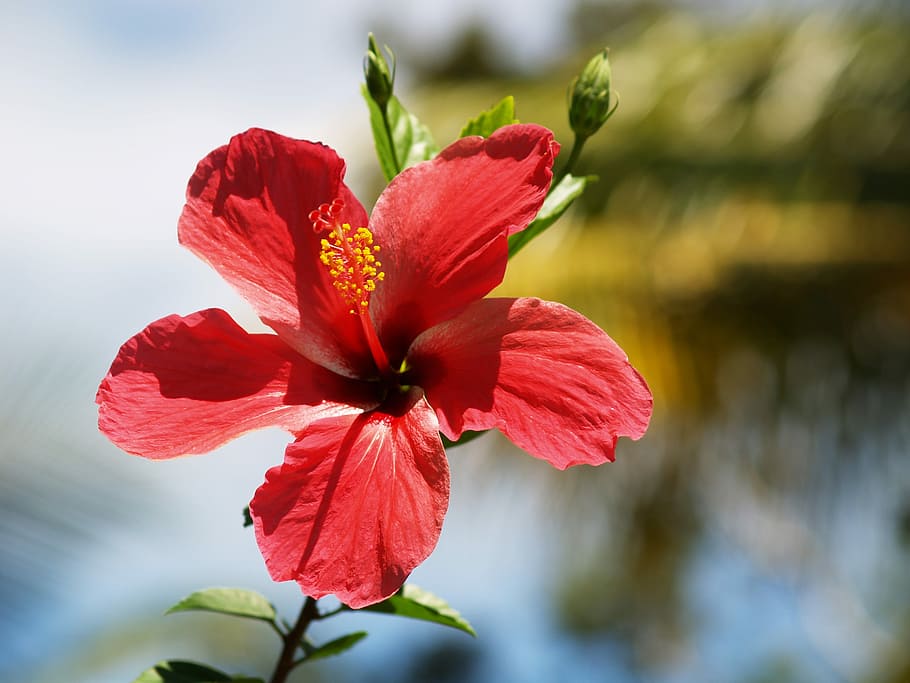 Flower, Hibiscus, red, fragility, nature, freshness, beauty in nature HD wallpaper
