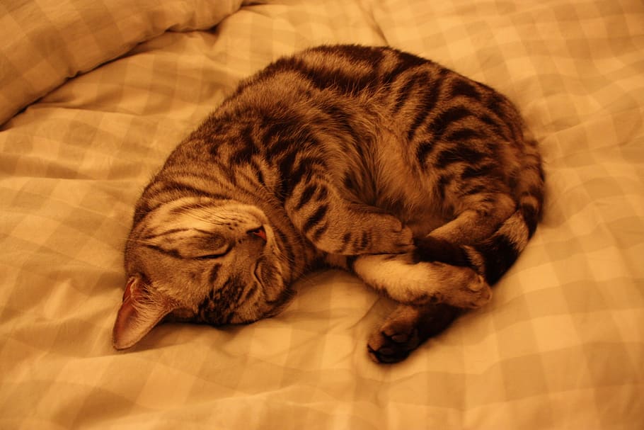 cat, sleep, circle, relaxation, mammal, one animal, pets, animal themes HD wallpaper