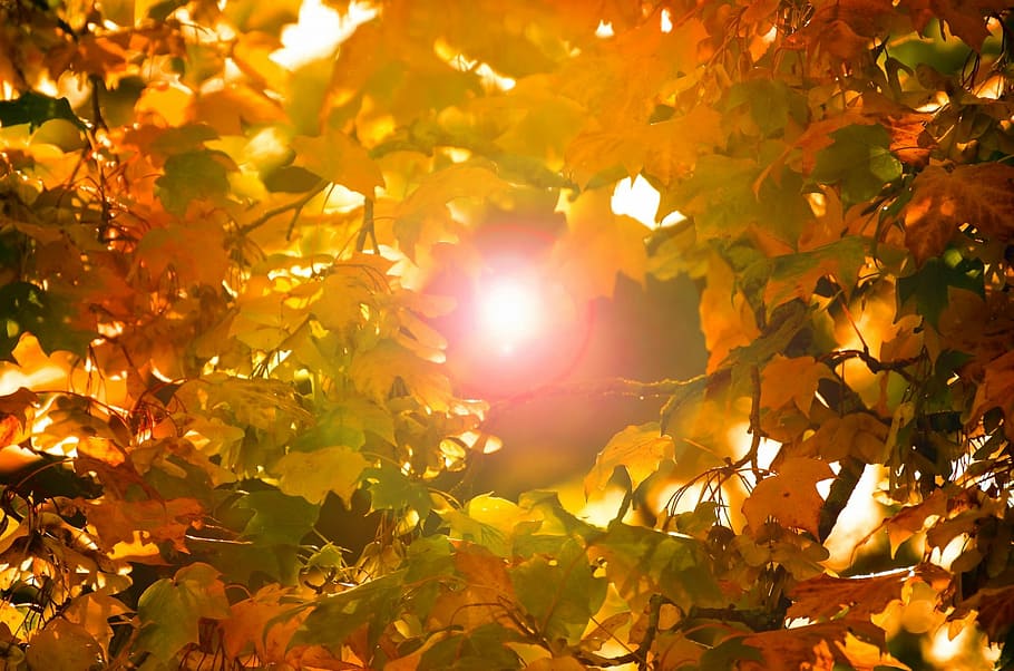 leaf, red, leaves, background, grass, autumn, seasons, nature HD wallpaper
