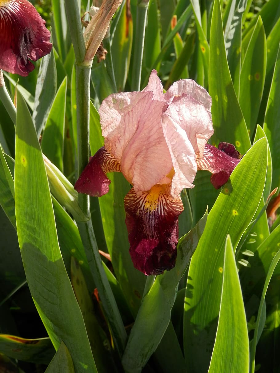 Iris, Toned, Flower, Bloom, Spring, two-toned, maroon, pink HD wallpaper