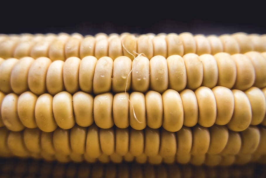 corn, cob, sweet, fresh, sweetcorn, raw, plant, eat, food, closeup HD wallpaper