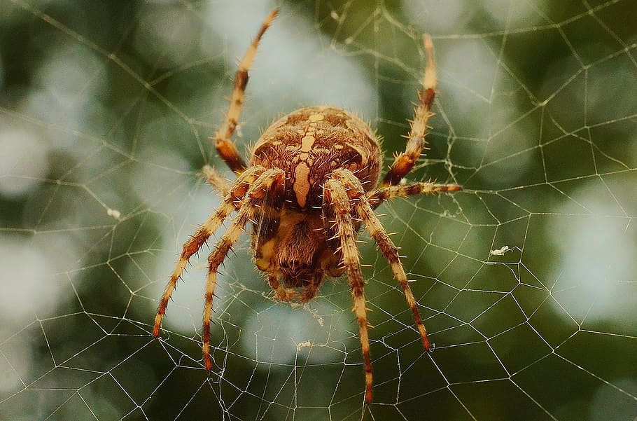 spider, spiderweb, network, creepy, insect, arachnid, animal themes HD wallpaper