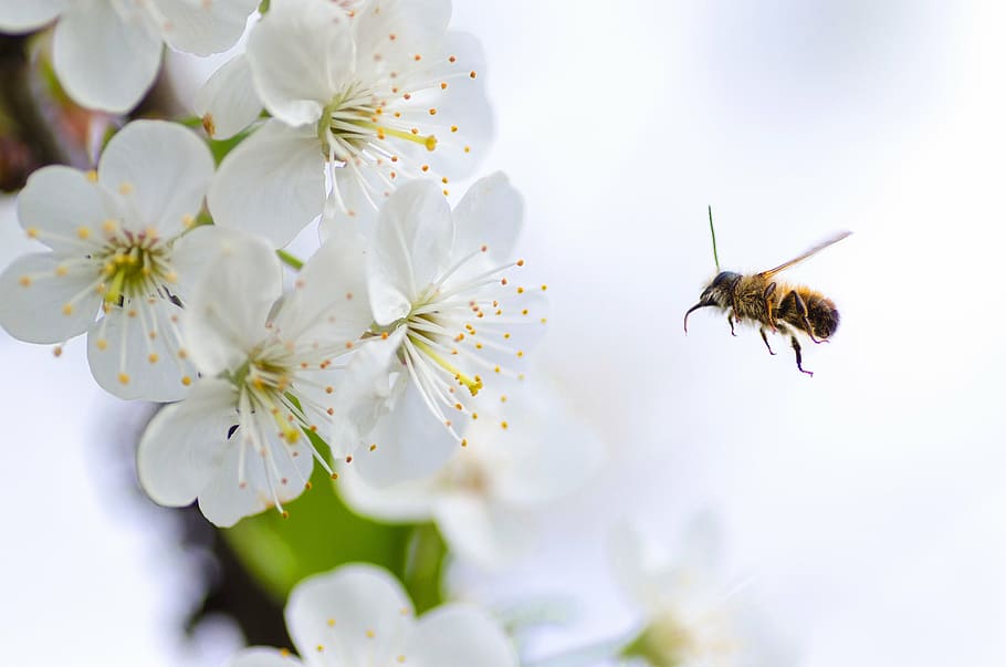 bee hovering in front of white petaled flower closeup photography, HD wallpaper