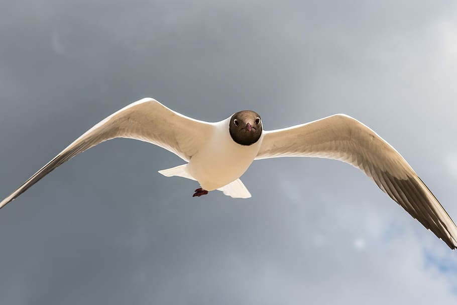 bird, flight, sky, wing, flying, animal themes, vertebrate HD wallpaper