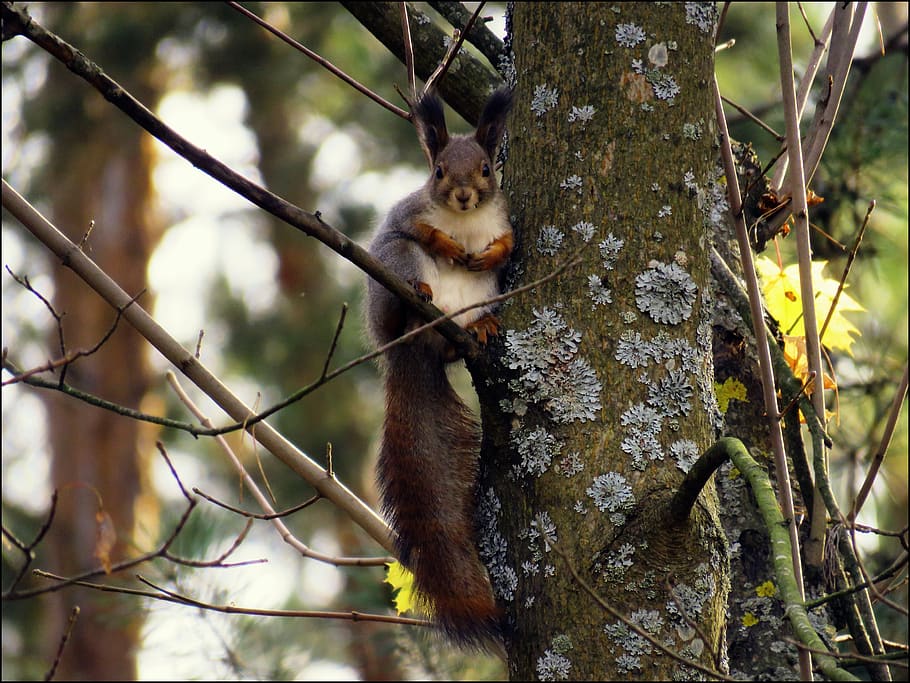 squirrel, animal, fur, tree, mammal, animal themes, one animal HD wallpaper
