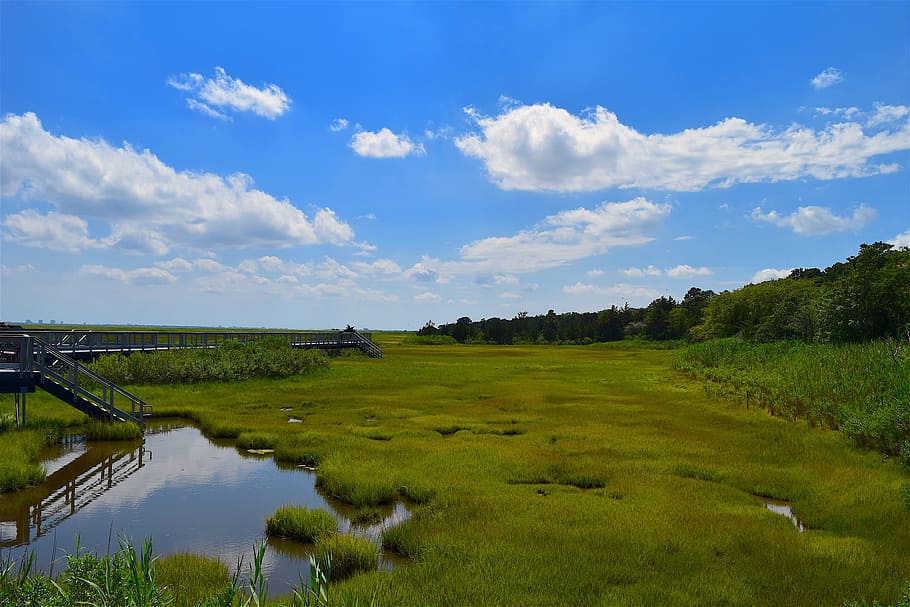 marsh, estuary, water, grass, nature, landscape, green, salt, HD wallpaper