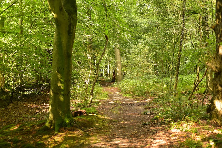forest, green, away, nature, moss, branch, plant, leaves, tribe HD wallpaper