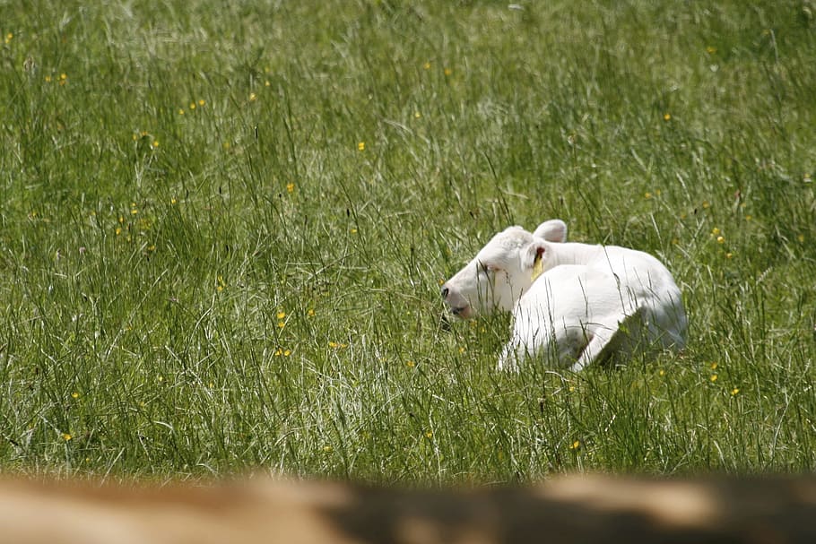 Calf, Spring, Animal, Cattle, Cow, Child, cute, farm, agriculture HD wallpaper