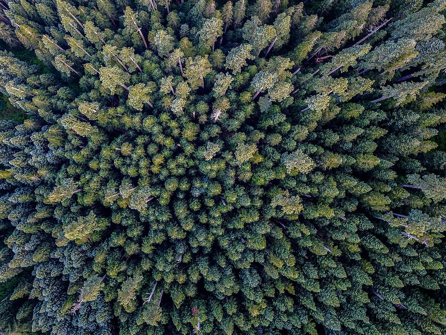 bird's eye photography of forest, bird's eyeview of pine treees