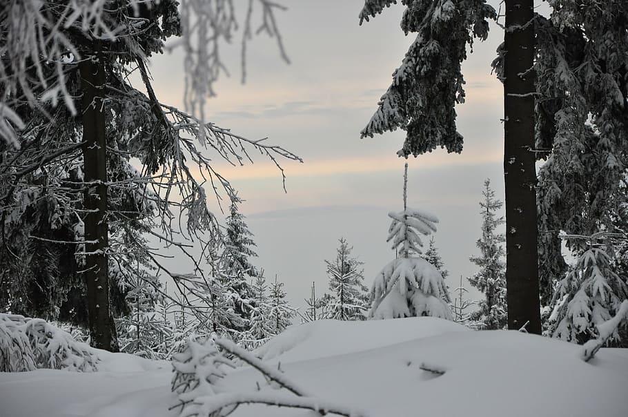 mountains, winter, snow, landscape, white, forest, tree, nature HD wallpaper