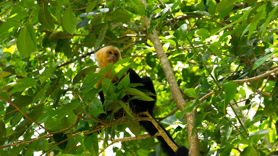 capuchin monkey, costa rica, manuel antonio, parque nationnal, HD wallpaper