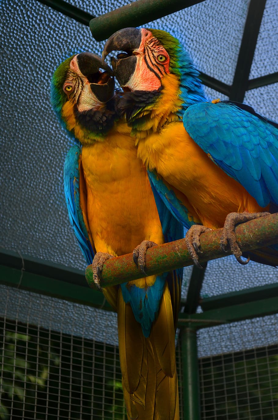 parrots, zoo, bird, animal themes, vertebrate, animal wildlife HD wallpaper
