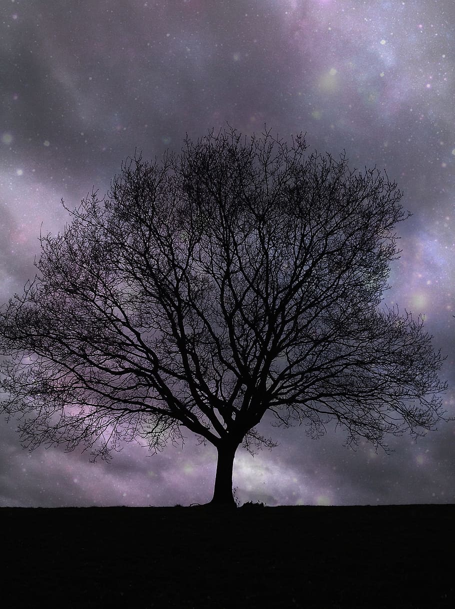 Lone Tree, Stars, Night, silhouette, sky, beautiful, dark, nature, HD wallpaper