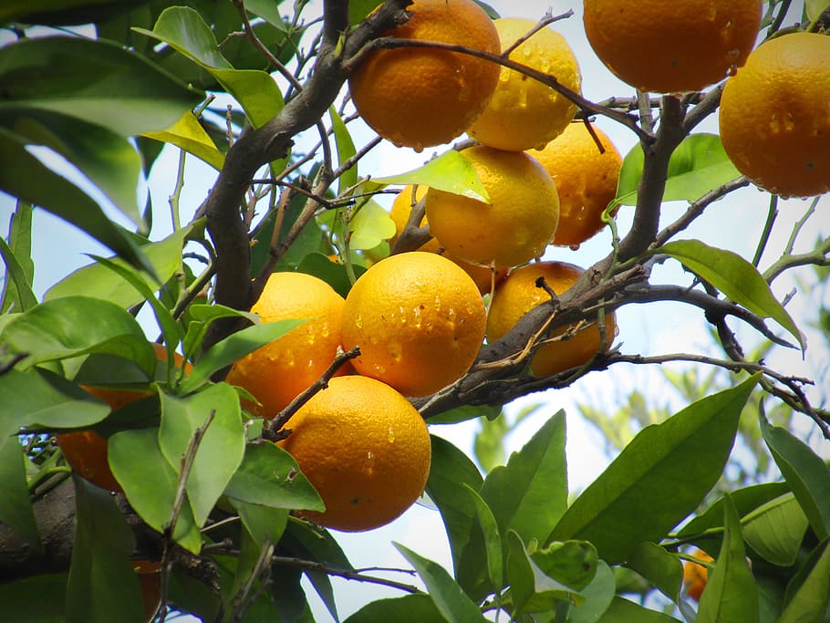 orange, naranjo, nature, leaves, fruit, citric, healthy eating, HD wallpaper