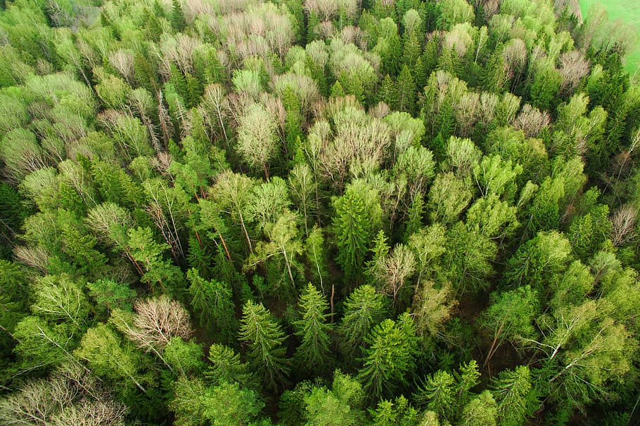 areal photo of trees, untitled, forest, aerial view, top view HD wallpaper