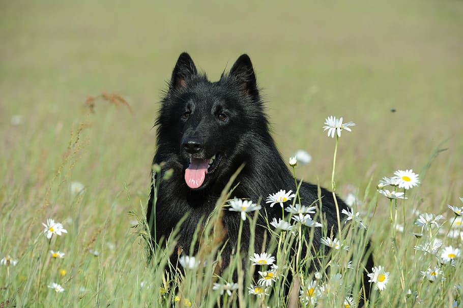 adult groenendael on field, dog, black, animal, hundeportrait