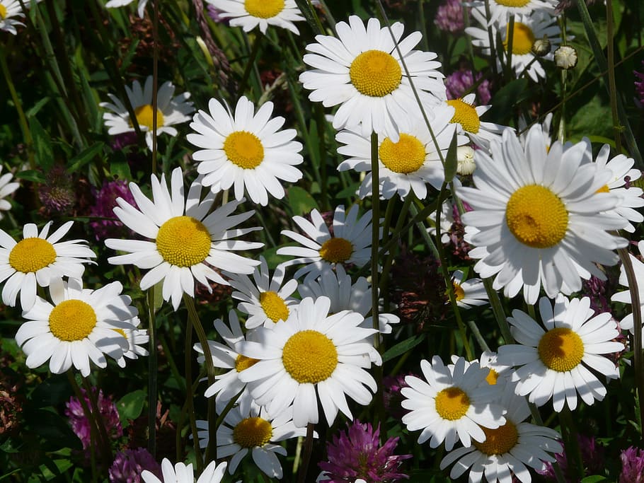 Hd Wallpaper Meadows Margerite Leucanthemum Vulgare Flower Images, Photos, Reviews