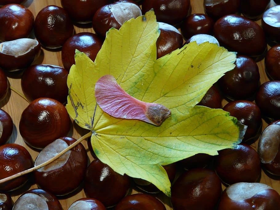 winged ahornfrucht, maple fruit, maple leaf, acer, coloring HD wallpaper