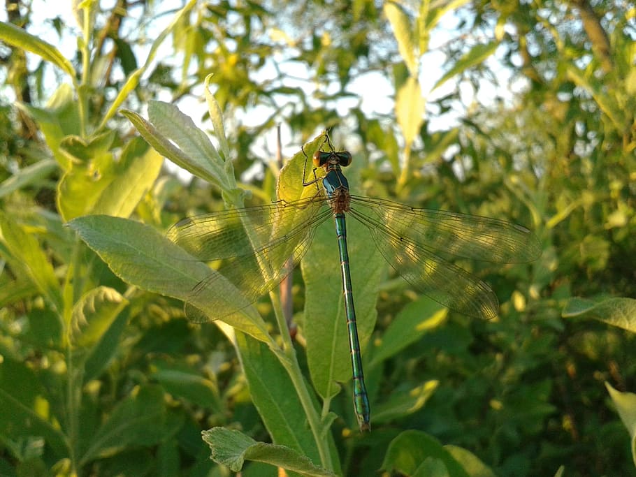 dragonfly, small, green, insect, wings, nature, in the summer of HD wallpaper