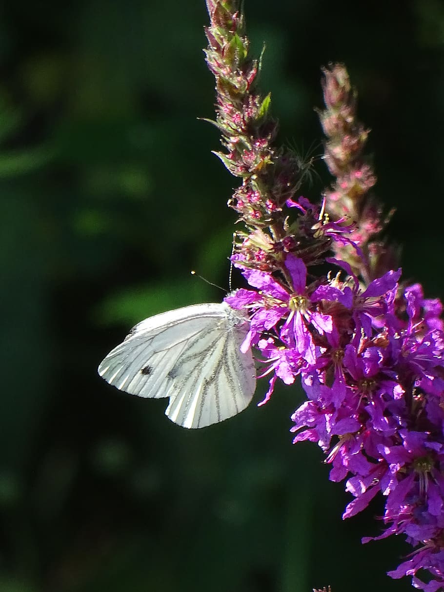 butterfly, nature, insect, flower, flowering plant, fragility HD wallpaper