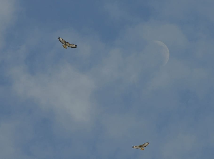 nature, bird, buzzard, flying, air Vehicle, sky, airplane, transportation HD wallpaper