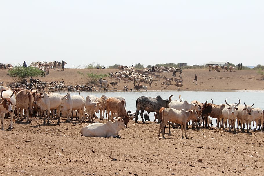 dust, safari, animals, water, watering hole, africa, cows, thirsty