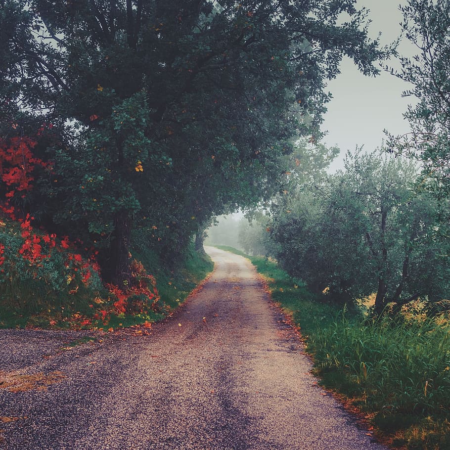 road, path, green, grass, tree, plant, nature, outdoor, leaf HD wallpaper