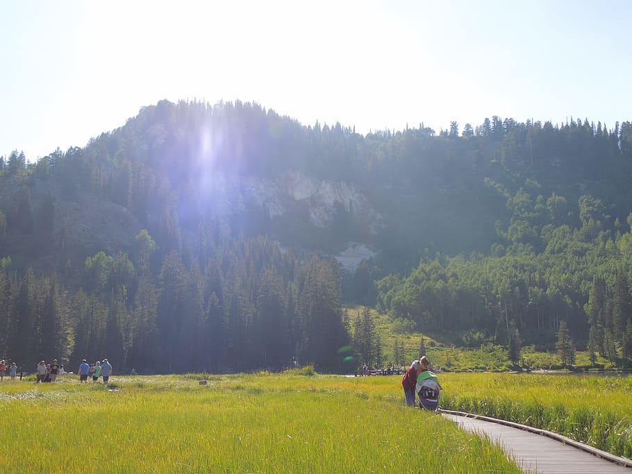 sun, trail, path, plant, tree, land, field, beauty in nature HD wallpaper