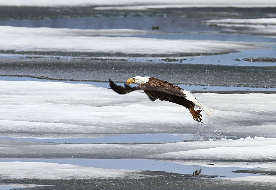 bald eagle, taking flight, flying, raptor, predator, winter HD wallpaper