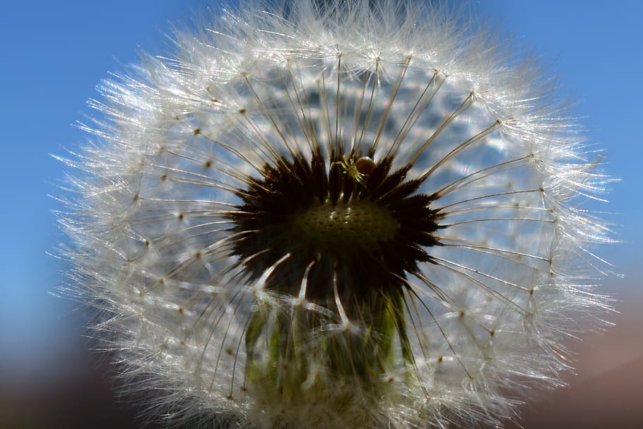 dandelion, spider, flower, flowering plant, fragility, vulnerability HD wallpaper
