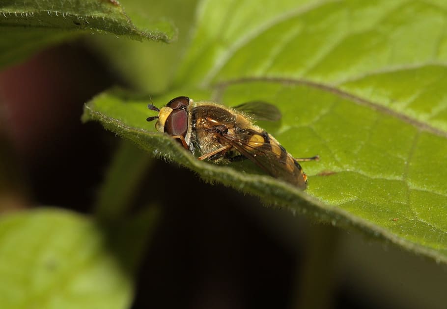 hoverfly, insect, wing, compound, animal wildlife, animal themes HD wallpaper