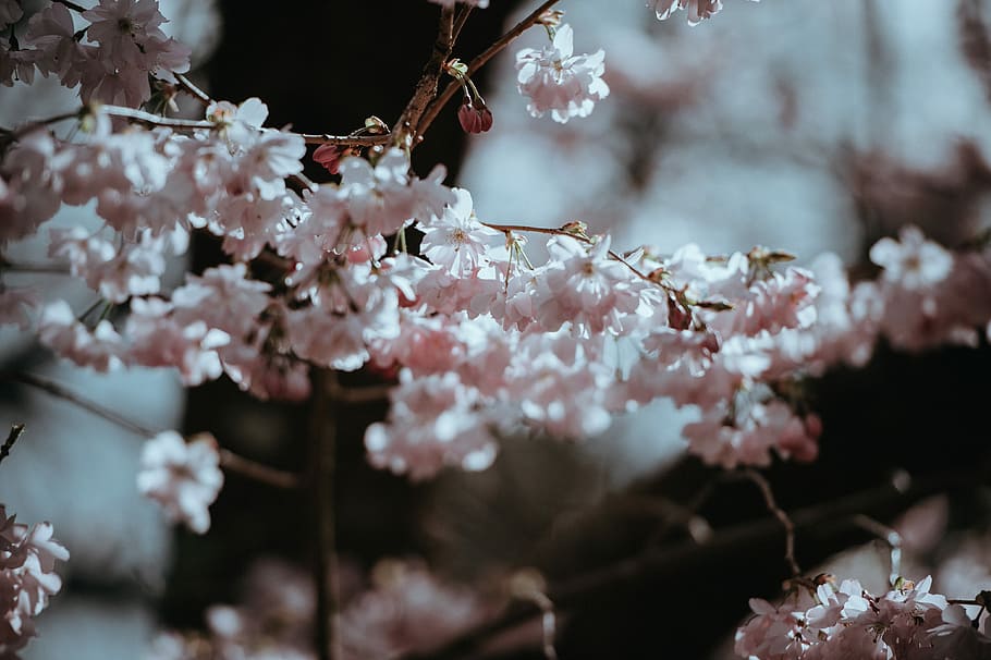 tilt-shift lens photo of white flowering plant, blossom, tree HD wallpaper