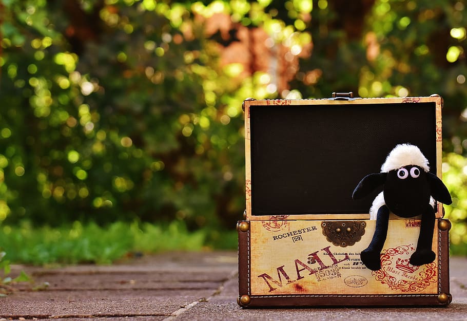 sheep, chest, box, funny, animal, soft toy, stuffed animal HD wallpaper