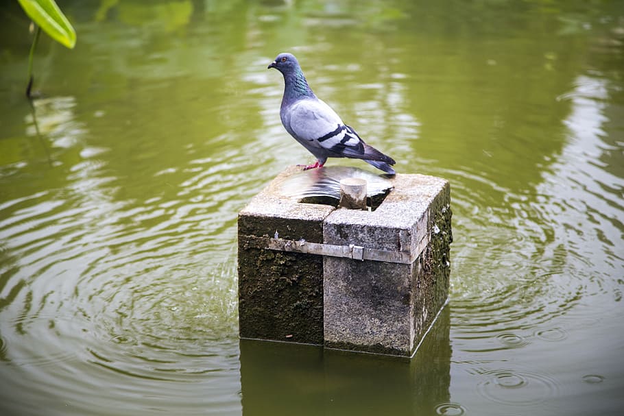 pigeon, wait, pond, pet, water flow, bird, rest, animal, animal wildlife HD wallpaper