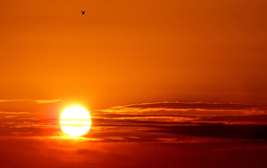 sun, sky, birds, cloud, east, red, sunset, orange color, beauty in nature HD wallpaper