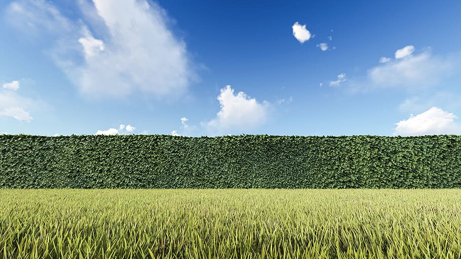hedge, obstacle, challenge, problem, solution, question, behind HD wallpaper