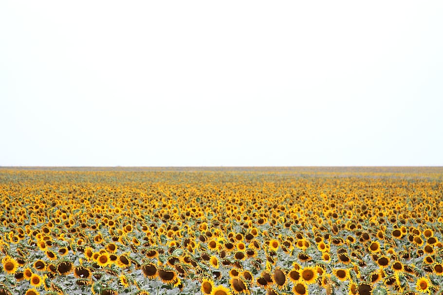 Sunflower, Fields, Flowers, yellow, nature, agriculture, sky HD wallpaper