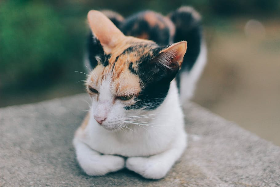 selective focus photo of brown and white cat], tortoiseshell cat lying on concrete surface