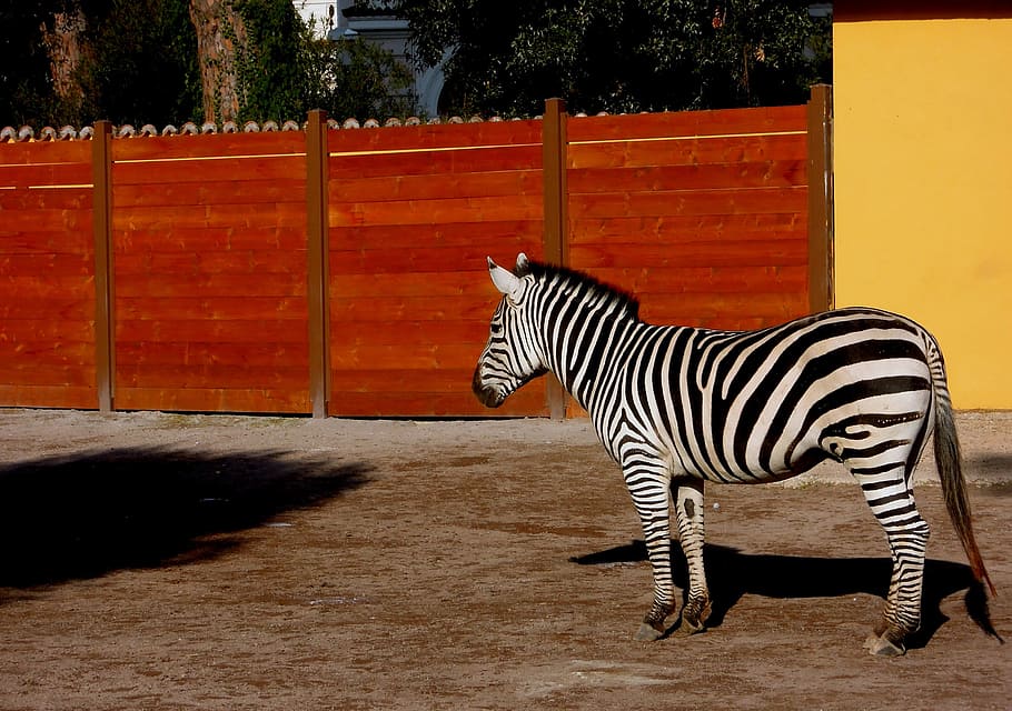 Zebra, Animal, Zoo, striped, one animal, animal wildlife, animal themes HD wallpaper