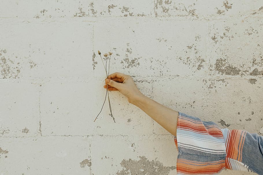 person holding white flower stems, person holding white flowers during daytime HD wallpaper