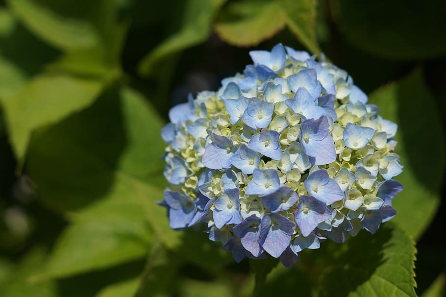 hydrangea, flowers, plants, flowering plant, beauty in nature HD wallpaper