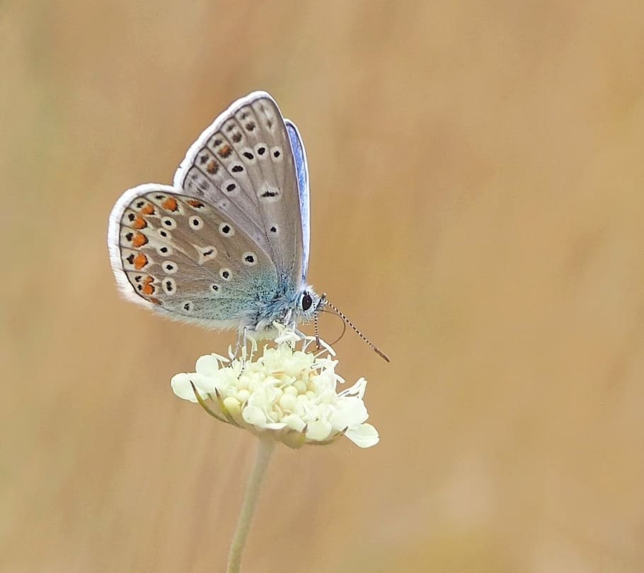 shallow focus photography of common blue butterfly, insect HD wallpaper