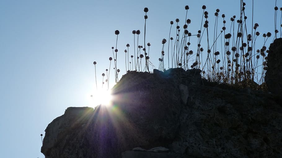 Back Light, Silhouette, Plant, Stone, sun, nature, landscape HD wallpaper