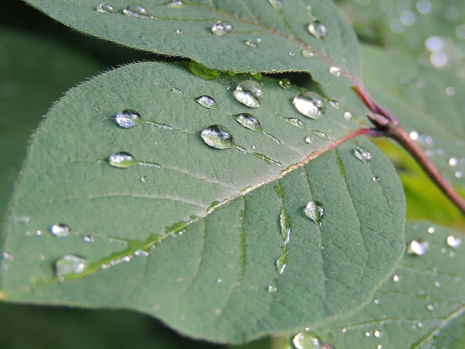 leaf, nature, water drops, flora, wet, plant part, close-up HD wallpaper