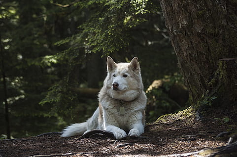 copper and white Alaskan malamute prone lying on ground beside tall trees at daytime HD wallpaper