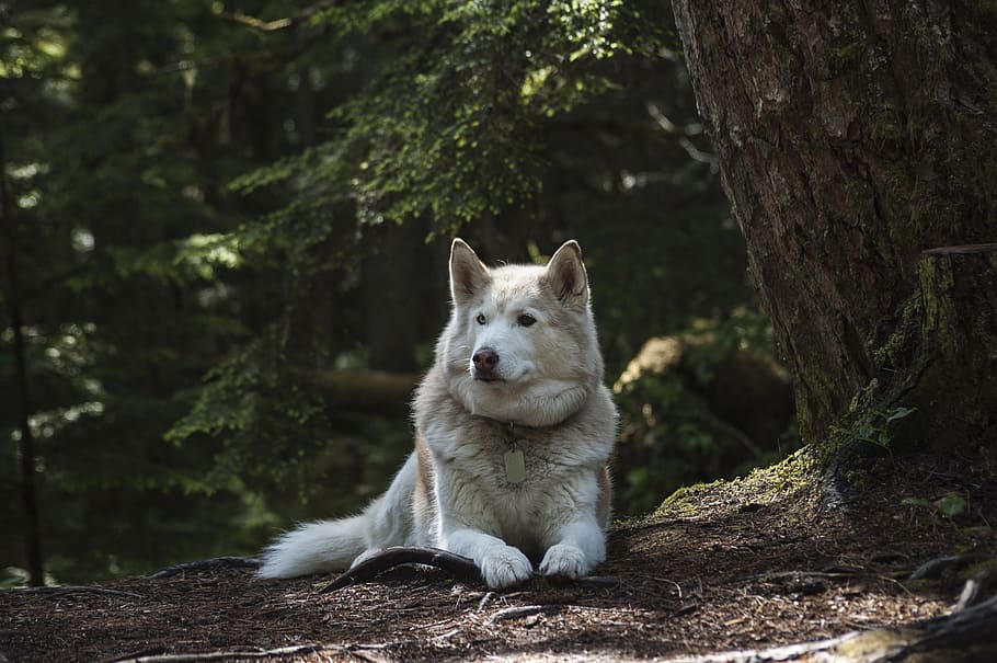 copper and white Alaskan malamute prone lying on ground beside tall trees at daytime HD wallpaper