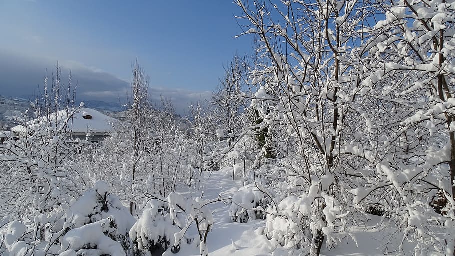 snow, winter, coldly, leann, cold temperature, tree, beauty in nature HD wallpaper